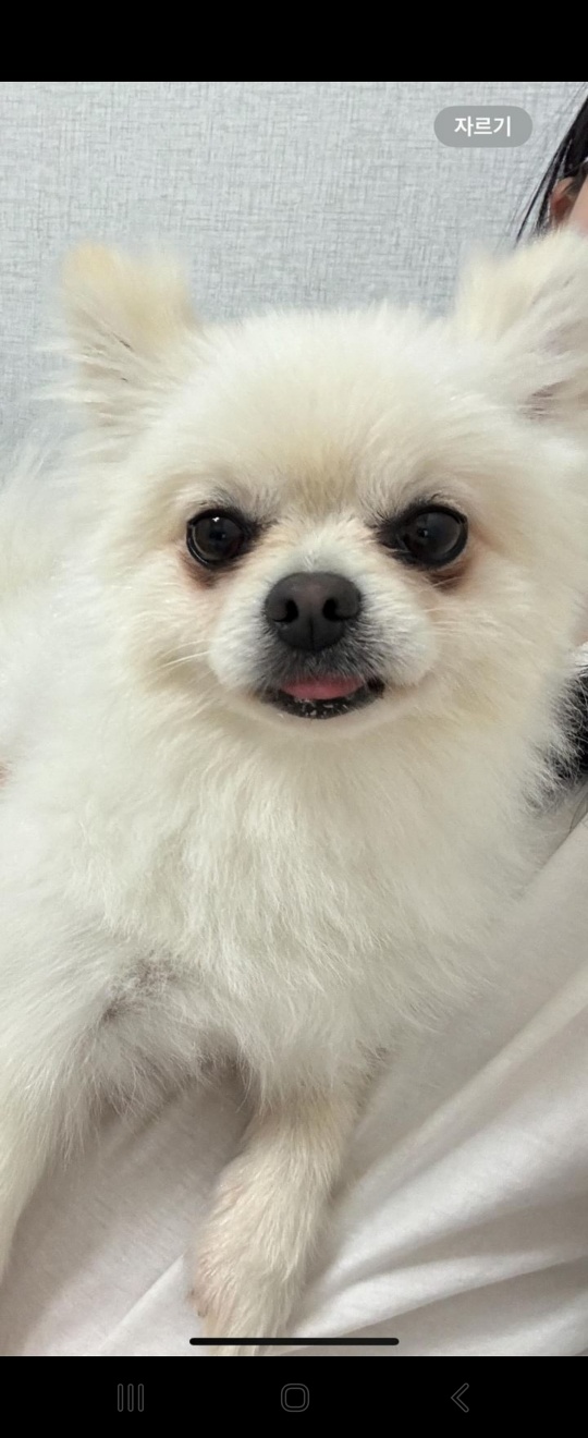 울산유기동물보호센터_431369202400217